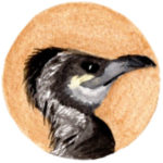 Cormorant Illustration