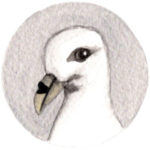 Fulmar Illustration