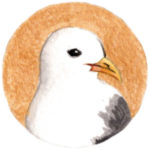 Kittiwake Illustration