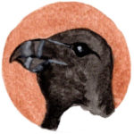 Razorbill Illustration