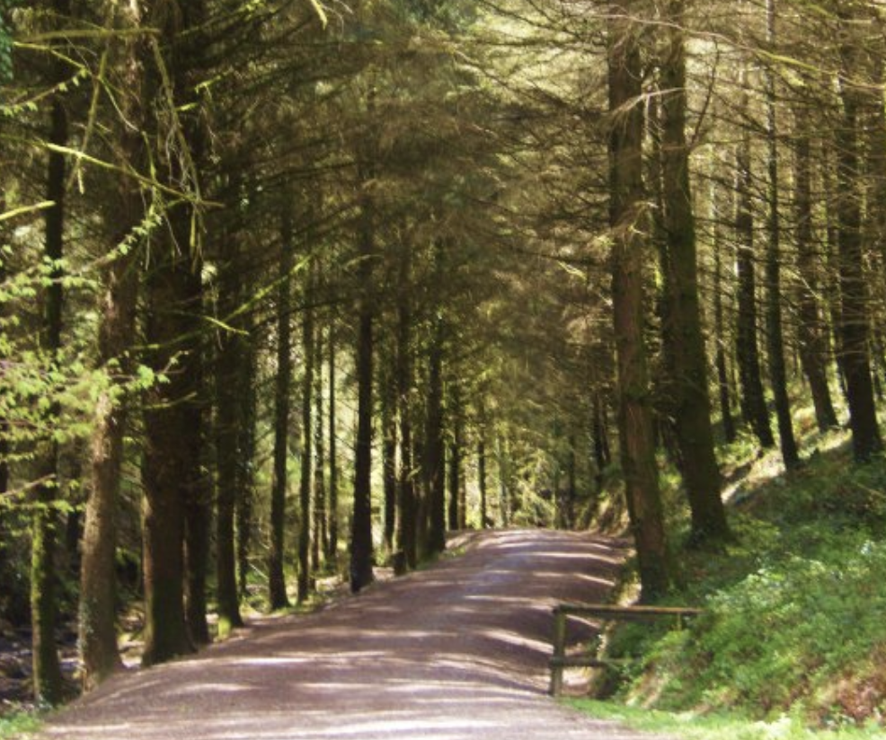 Path leading into Cardinham Woods, photographed by Emma of Little Bird Creative