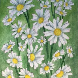Daisies