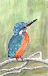 Kingfisher painting